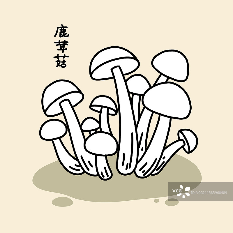 蘑菇插画-鹿茸菇图片素材