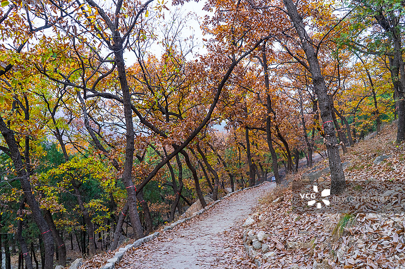中国山东省泰安市泰山旅游风景区国内著名景点，普照寺寺庙的橡子树秋天的林步行道路，户外白昼无人图像摄影图片素材