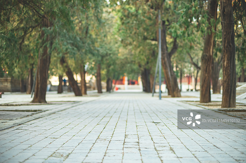 中国山东泰安著名景点泰山旅行旅游目的地，泰山第一行宫岱庙中式庭院步行道路和柏树，户外白昼无人图像摄影图片素材