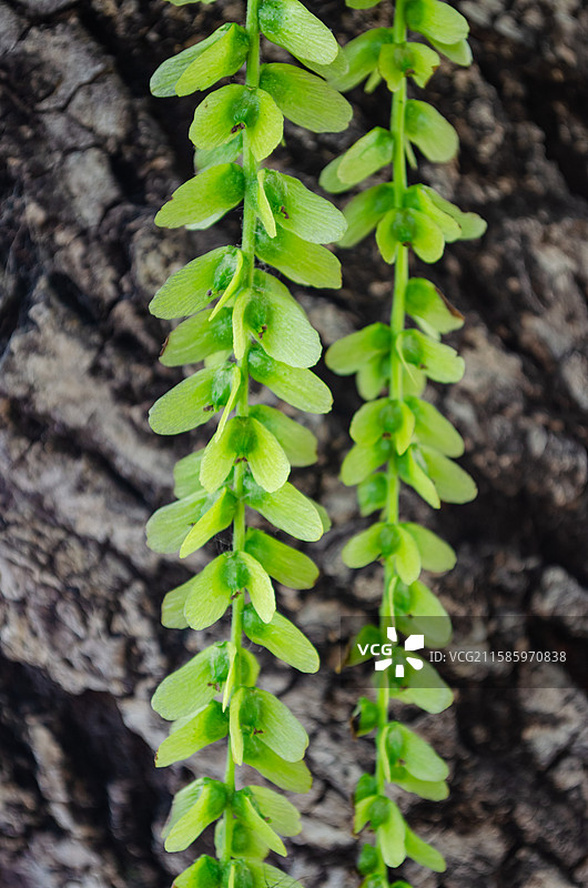 中国野生植物拍摄主题，春天的枫杨树嫩枝上生长出绿色的嫩芽和绿色的树叶子，户外白昼无人图像摄影图片素材