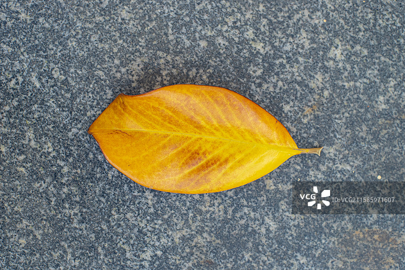 中国野生植物拍摄主题，地面上一个玉兰花黄色的平滑的树叶子纹理效果，户外白昼无人图像摄影图片素材