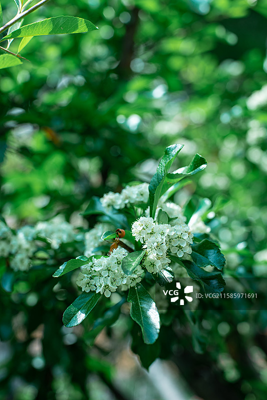 中国野生植物拍摄主题，特写拍摄春天的梨树和一簇白色的梨花和绿叶特写，户外无人图像摄影图片素材