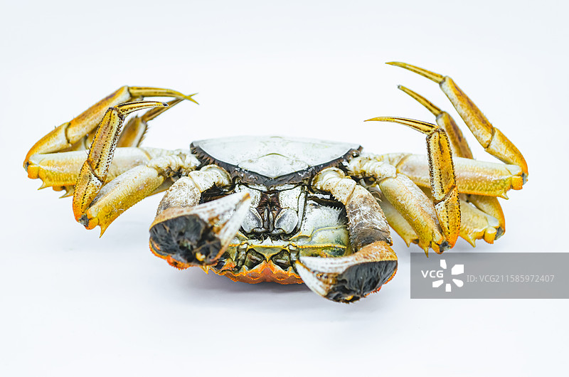 中国海产海鲜农副产品拍摄主题，高视角盘子里煮熟的阳澄湖大闸蟹公蟹母蟹螃蟹，室内无人影棚拍摄图像摄影图片素材