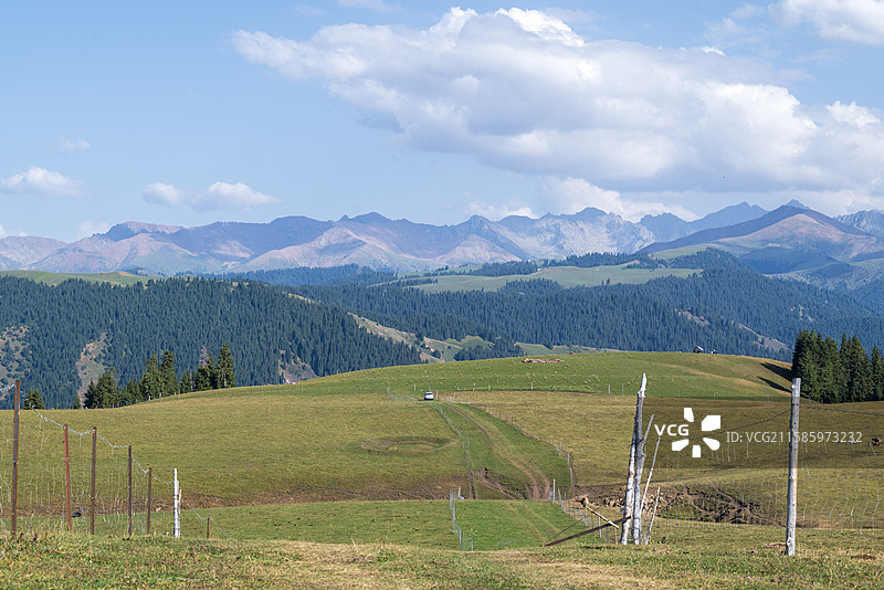 新疆自驾沿途风光盛夏的草原、雪岭云杉与蓝天白云图片素材