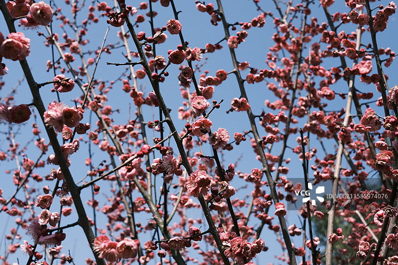 春意盎然千树万树桃花开图片素材