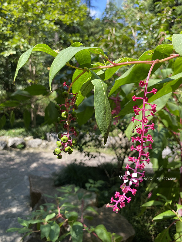 奇花异草—— 垂序商陆图片素材