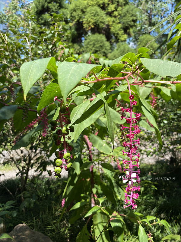 奇花异草—— 垂序商陆图片素材