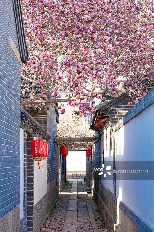 青岛 城阳 小寨子 春天 玉兰花 粉玉兰 古建筑 中式庭院 百年古树 百年玉兰图片素材