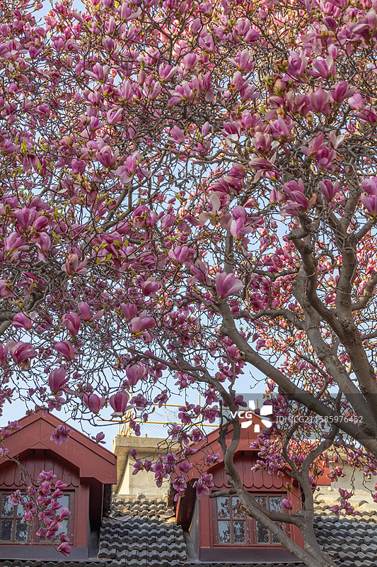 青岛 城阳 小寨子 春天 玉兰花 粉玉兰 古建筑 中式庭院 百年古树 百年玉兰图片素材