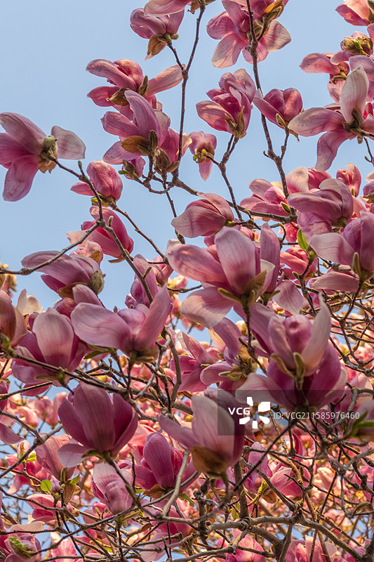 青岛 城阳 小寨子 春天 玉兰花 粉玉兰 古建筑 中式庭院 百年古树 百年玉兰图片素材