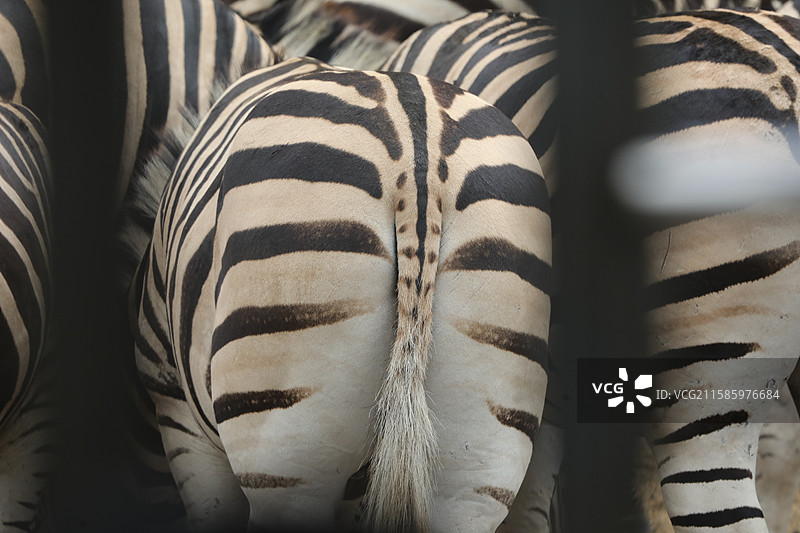 斑马军团图片素材