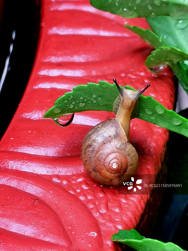 雨后越野障碍赛，蜗牛跨栏中图片素材