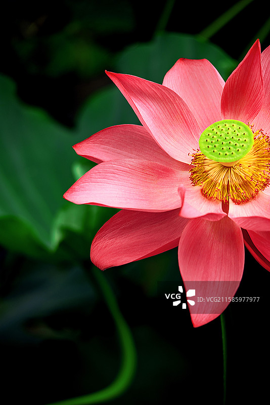 戏说 美人卷珠帘，深坐颦蛾眉。但见泪痕湿，不知心恨谁！半生烟云，心酸苦累皆入画，花落花开因果天定。图片素材