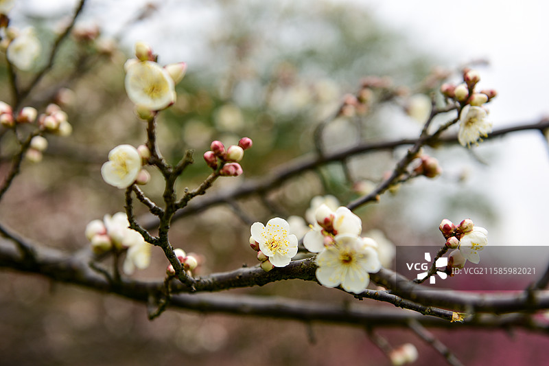 白色冬梅腊梅梅花花朵盛开图片素材