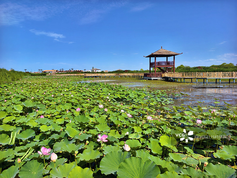 新疆巴音郭楞博湖县博斯腾湖大河口景区夏天风光图片素材