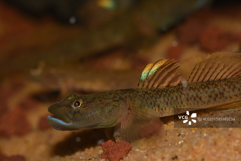 虾虎鱼图片素材