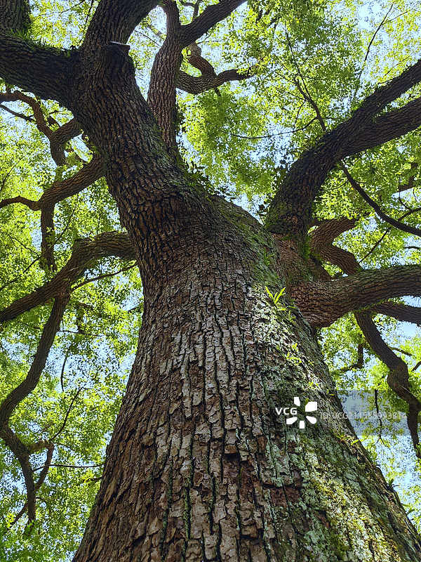 立秋后的杭州，依旧晴空万里，高温酷暑，绿植草坪似乎也在努力抗争。图片素材