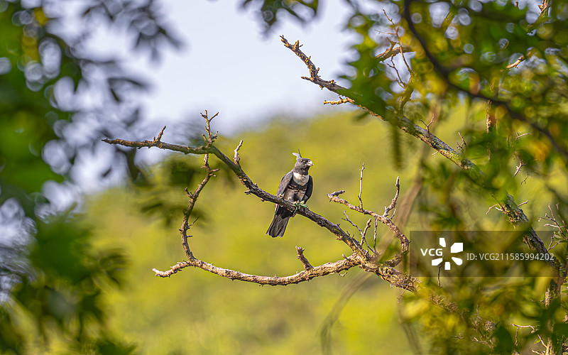 黑冠鹃隼图片素材
