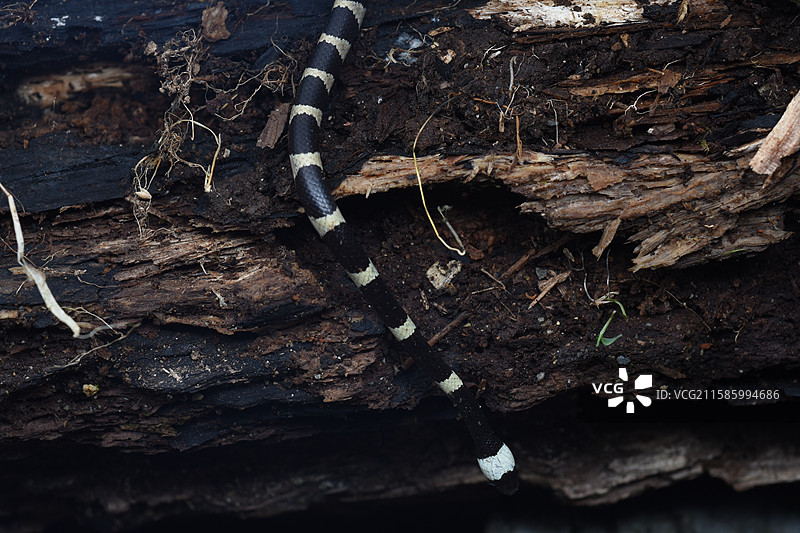 银环蛇图片素材