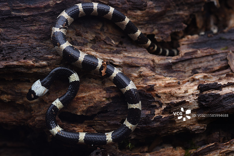 银环蛇图片素材