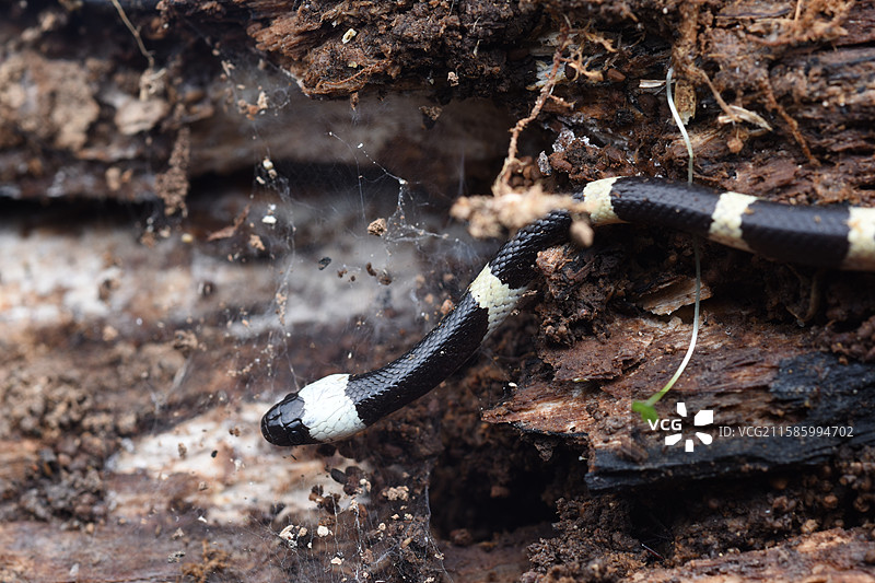 银环蛇图片素材