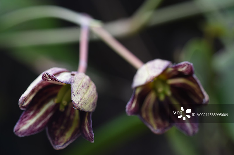 三叶木通图片素材