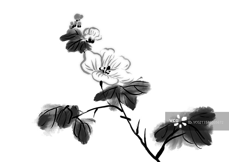 秋葵 秋葵花 花朵 中国风 国画 水墨植物 插画图片素材