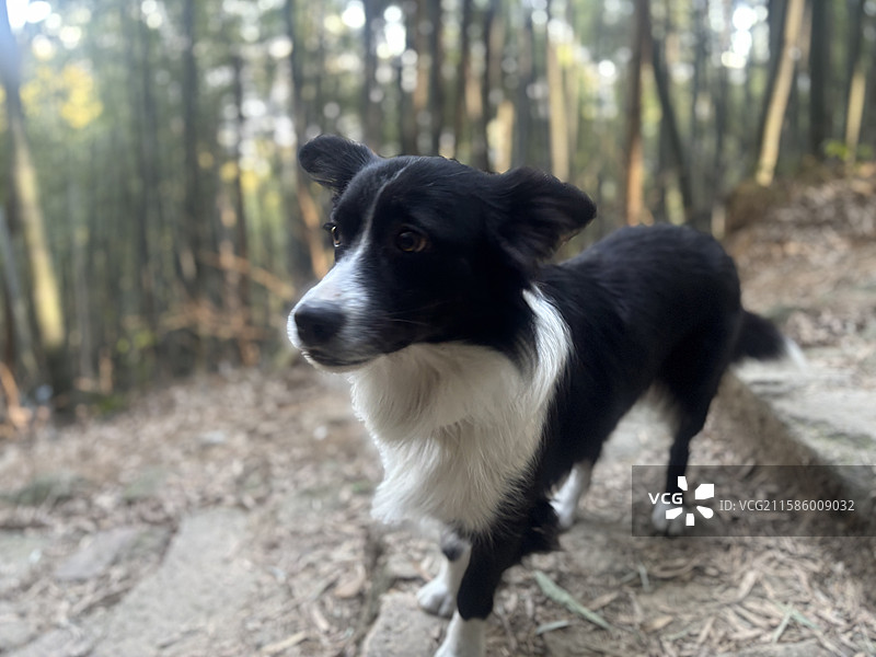 狗 宠物 小狗图片素材