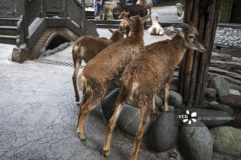 雅安野生动物园一角图片素材