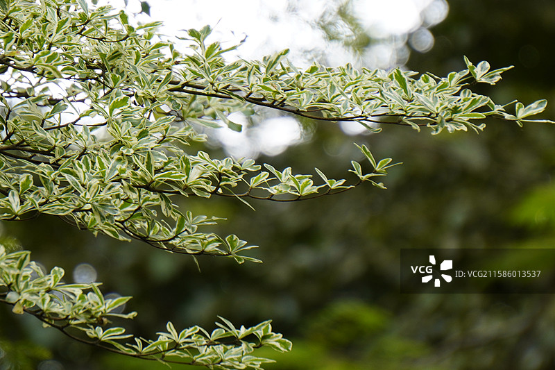 小叶榄仁图片素材