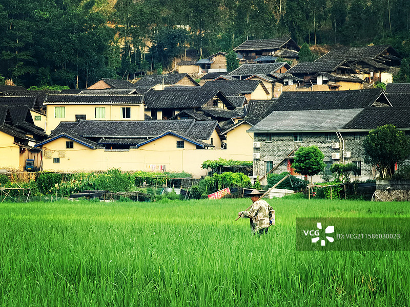乡村田园晨韵图片素材