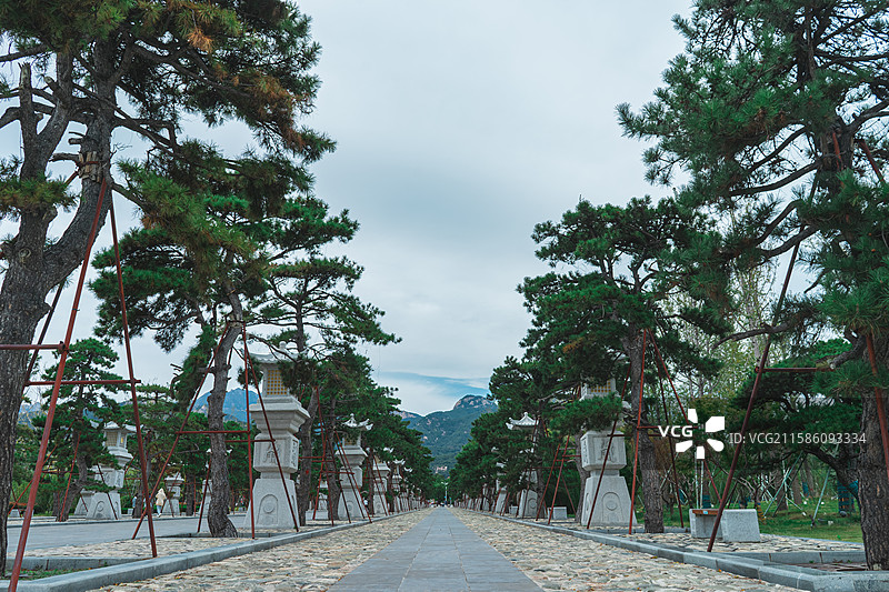 中国山东泰安著名景点泰山旅游风景区，岱庙岱北广场的步行道路和两侧的树木，户外白昼无人图像摄影图片素材