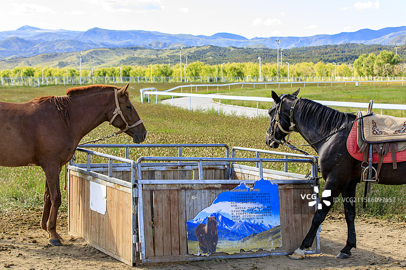 内蒙古自治区呼和浩特市新城区敕勒川草原公园的千古马颂文化产业园的马匹图片素材