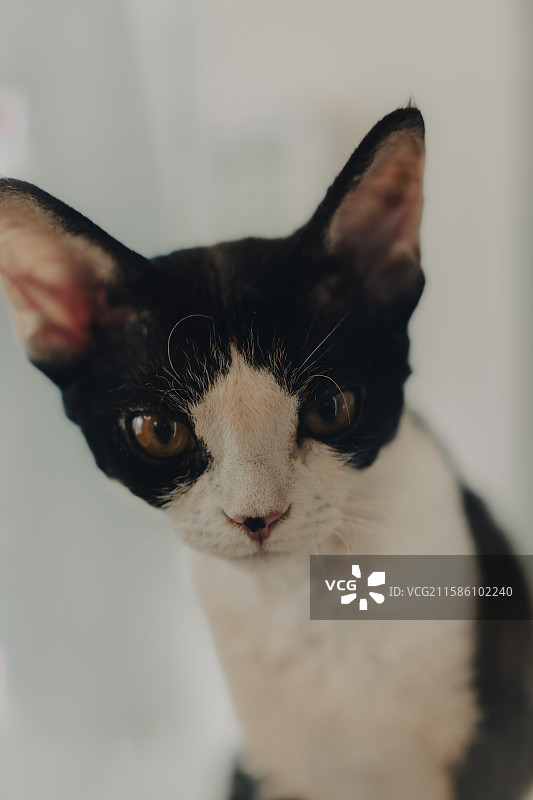 可爱的小猫图片素材