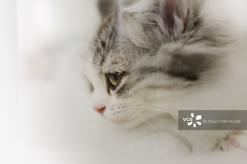 可爱的小猫图片素材