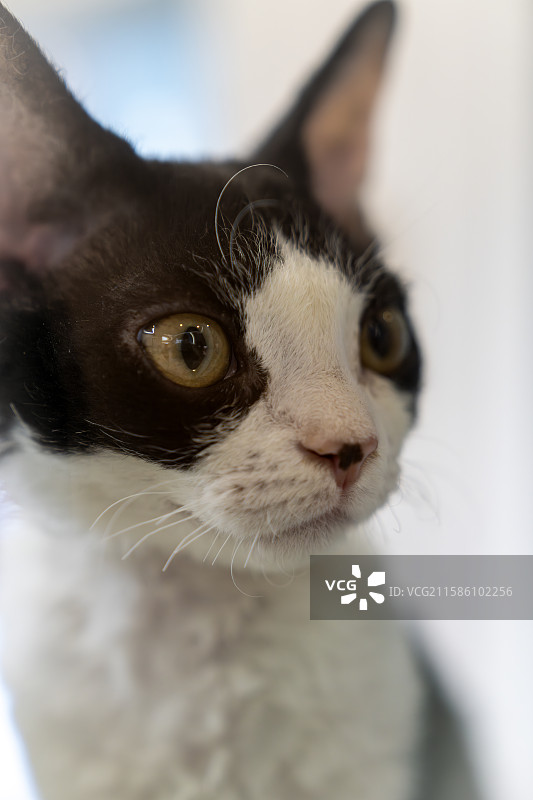 可爱的小猫图片素材