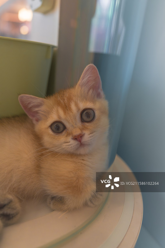 可爱的小猫图片素材