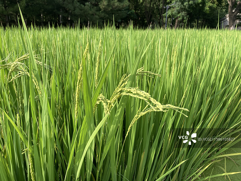 北京海淀区北坞公园内绿油油的稻田特写图片素材