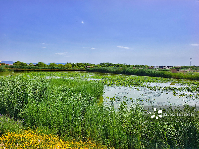 新疆巴音郭楞博湖县博斯腾湖大河口景区夏天风光图片素材