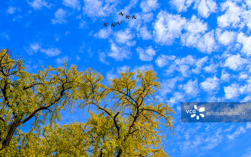秋日，蓝天，银杏，黄色图片素材