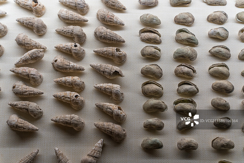 广州南越王博物院 沟纹笋光螺与青蚶化石图片素材