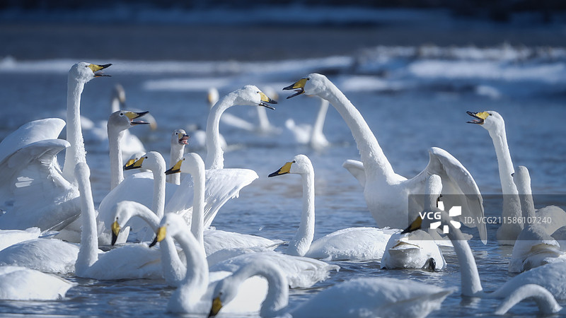 辽宁朝阳天鹅湾白天鹅图片素材