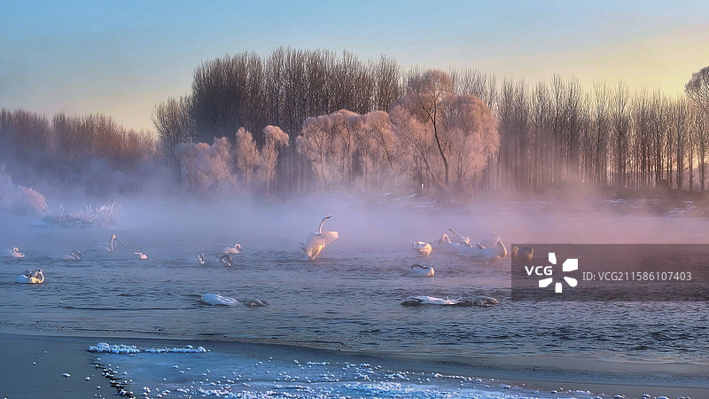 辽宁朝阳天鹅湾白天鹅图片素材