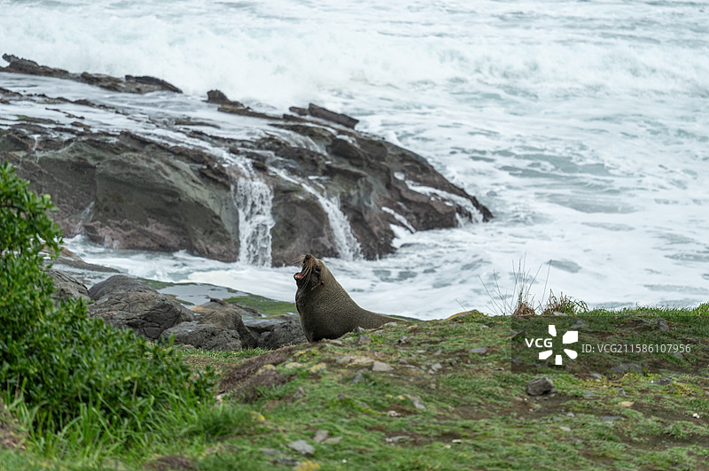 新西兰惠灵顿附近海岸野生海狮与生态环境图片素材