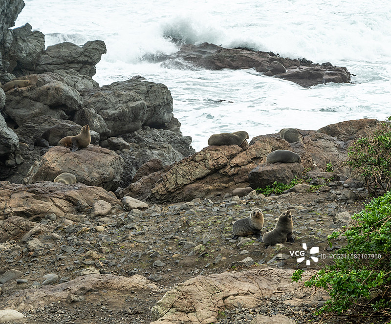 新西兰惠灵顿附近海岸野生海狮与生态环境图片素材