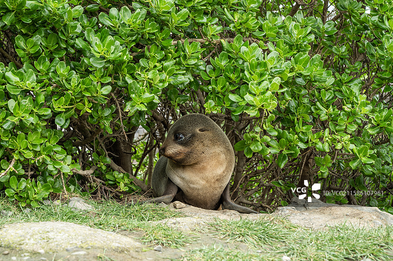新西兰惠灵顿附近海岸野生海狮与生态环境图片素材