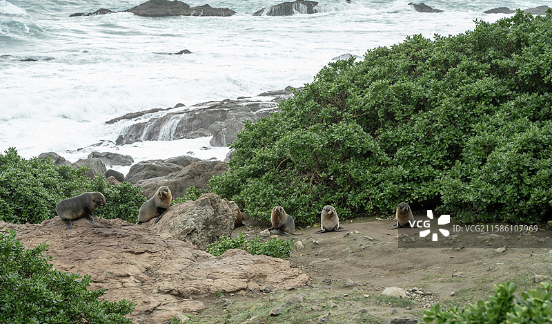 新西兰惠灵顿附近海岸野生海狮与生态环境图片素材