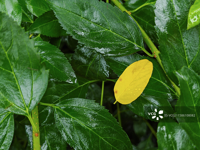 秋天的黄叶  雨水图片素材