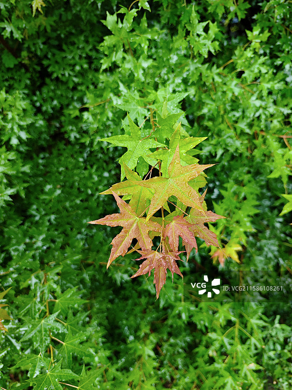 立秋颜色渐变的枫叶  绿色  红色图片素材