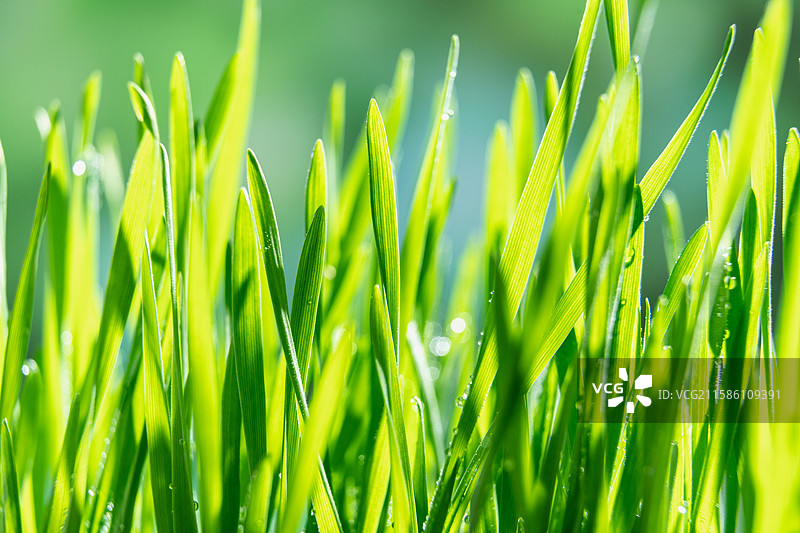 带着露珠的新鲜猫草，麦草图片素材